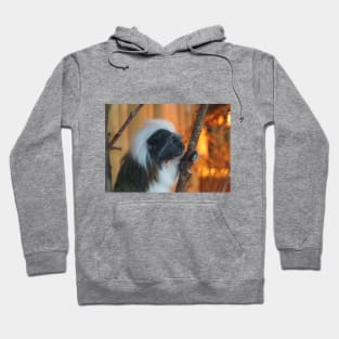 Cotton - Top Tamarin Hoodie